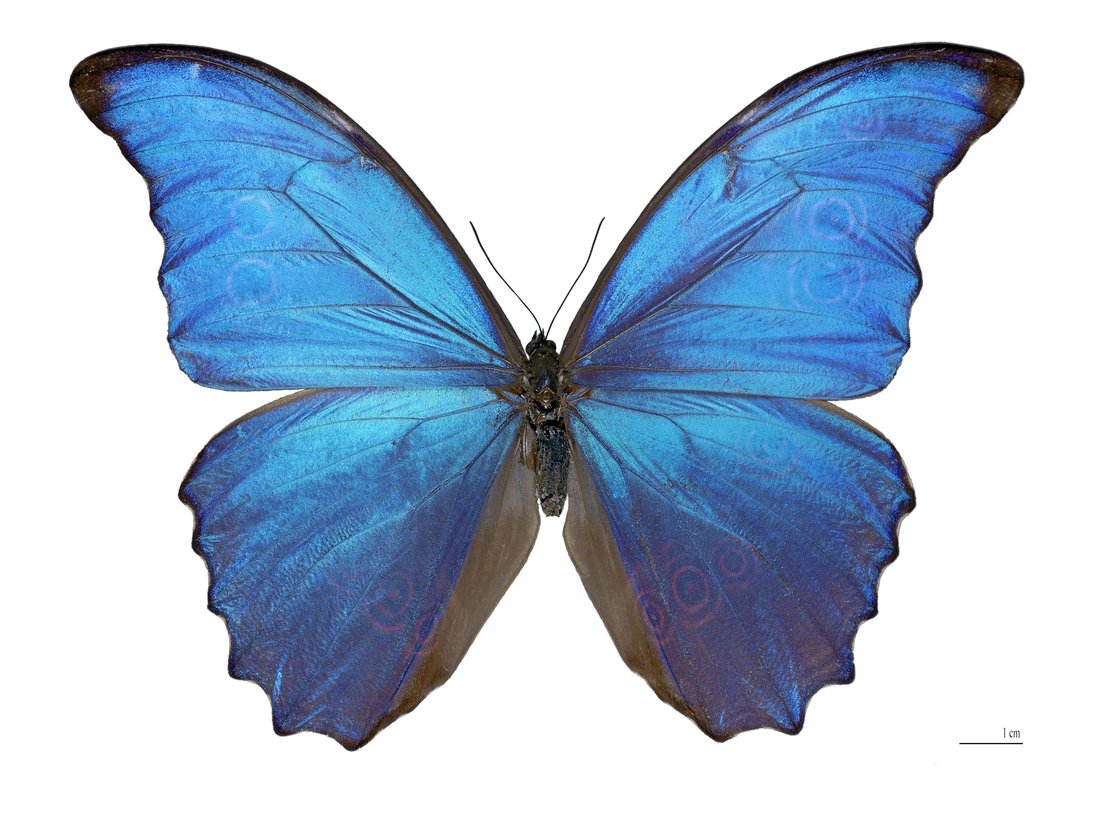 Morpho Kelebeği