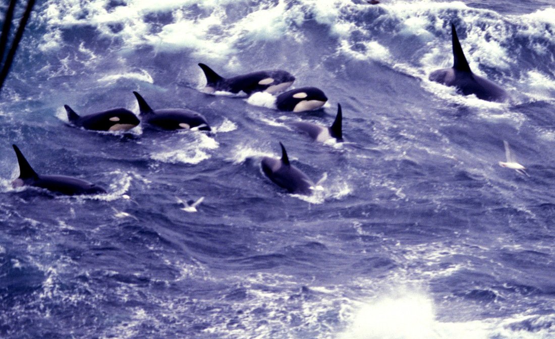 Orka