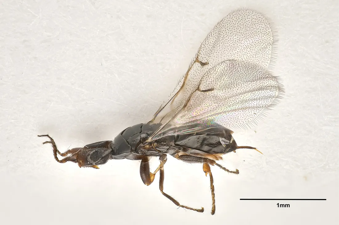 Blastophaga psenes