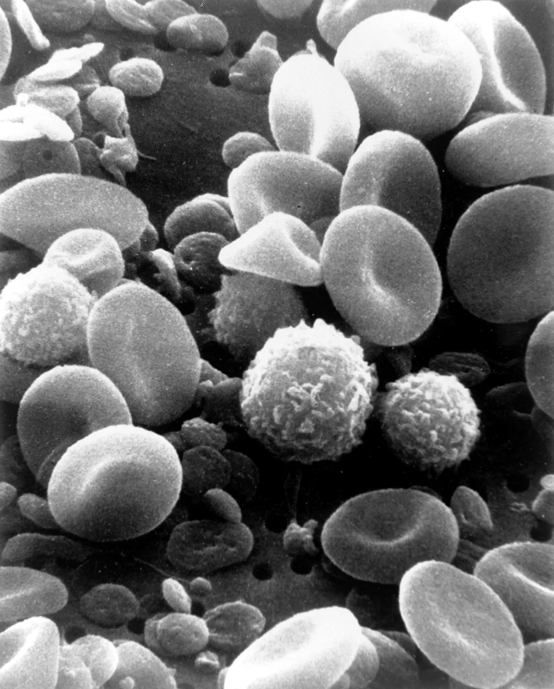 Red blood cells