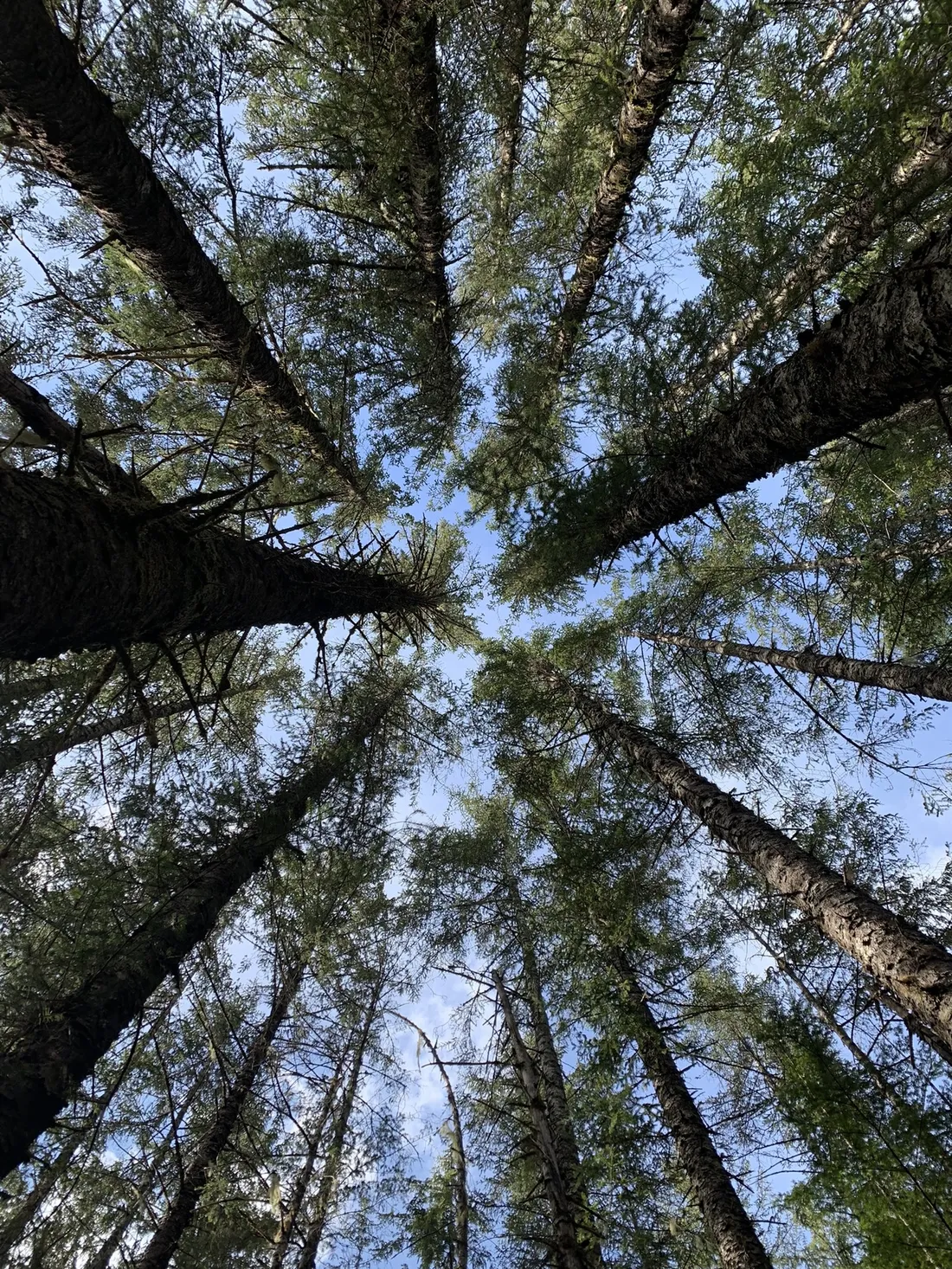 Forest canopy