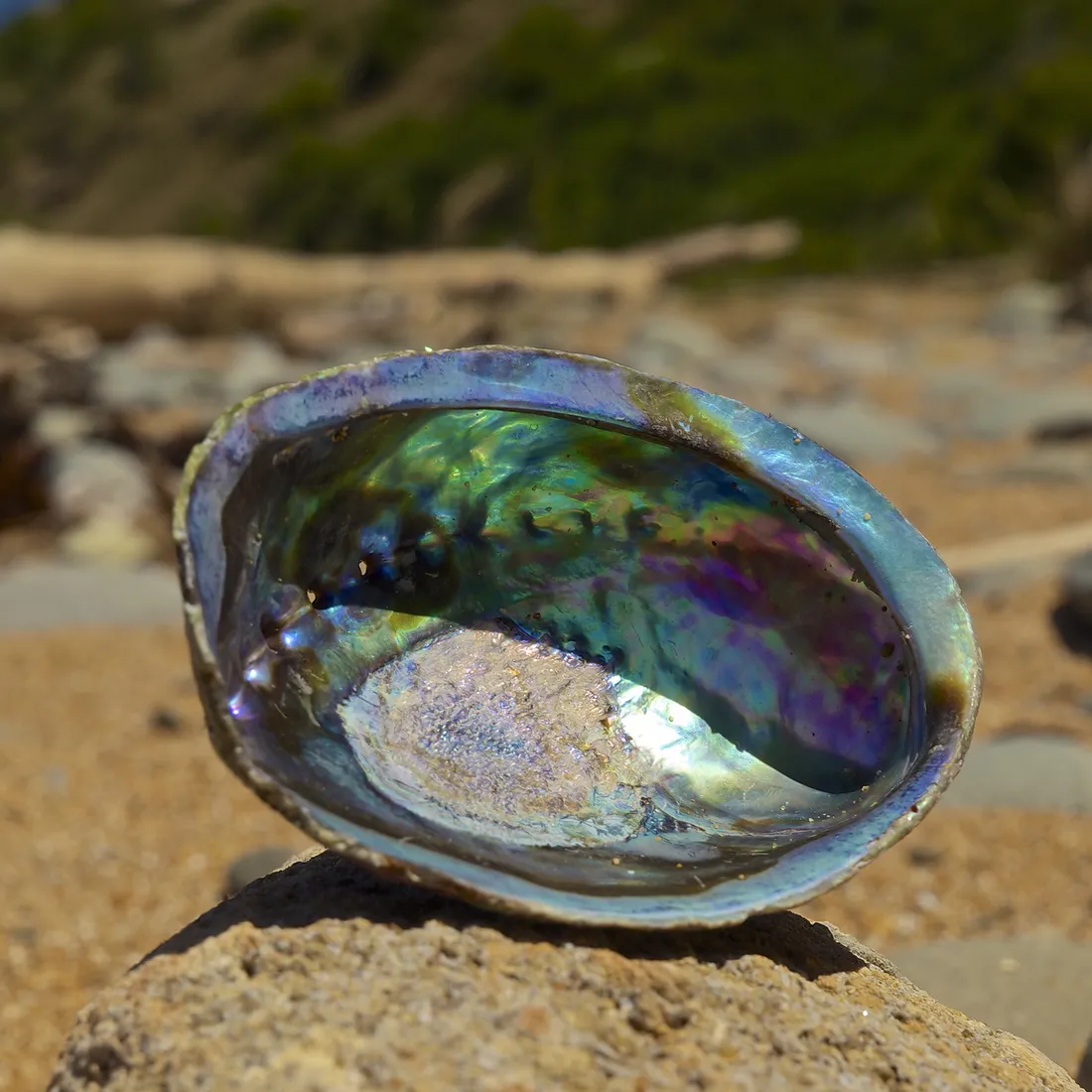 Paua Kabuğu