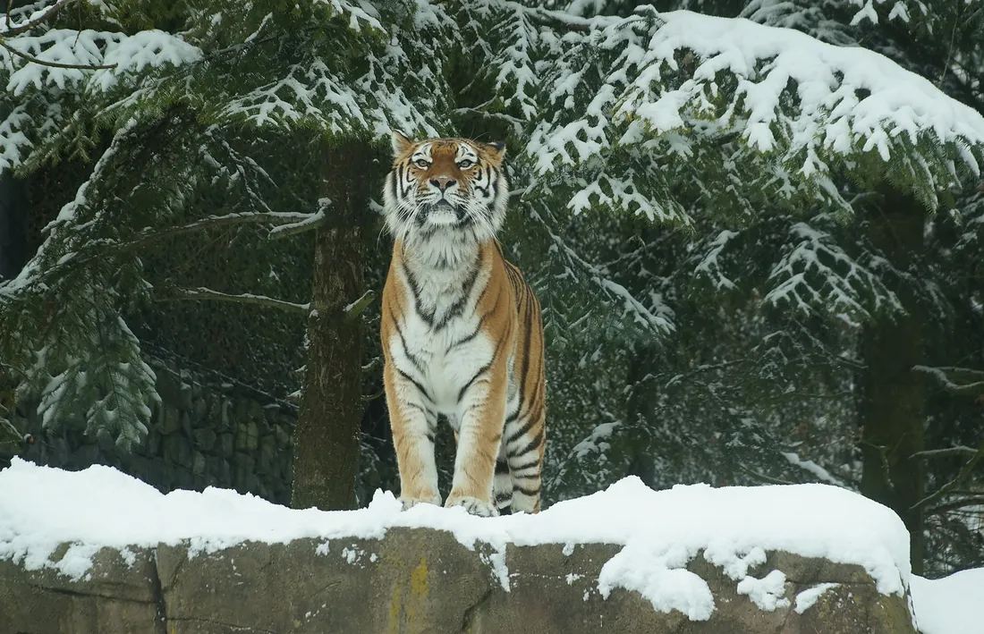 Amur Kaplanı