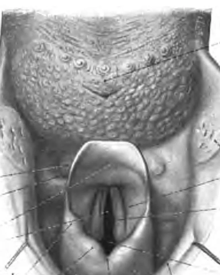 Larynx