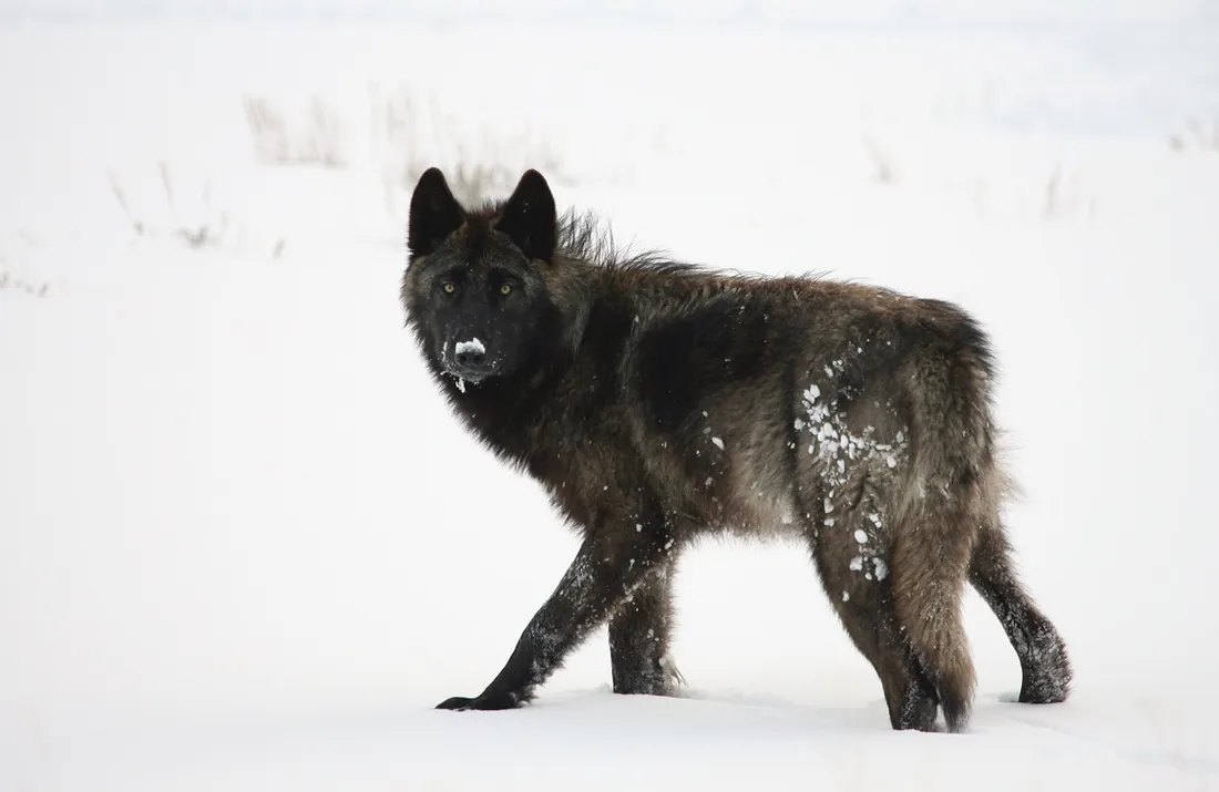 Yellowstone Kurdu