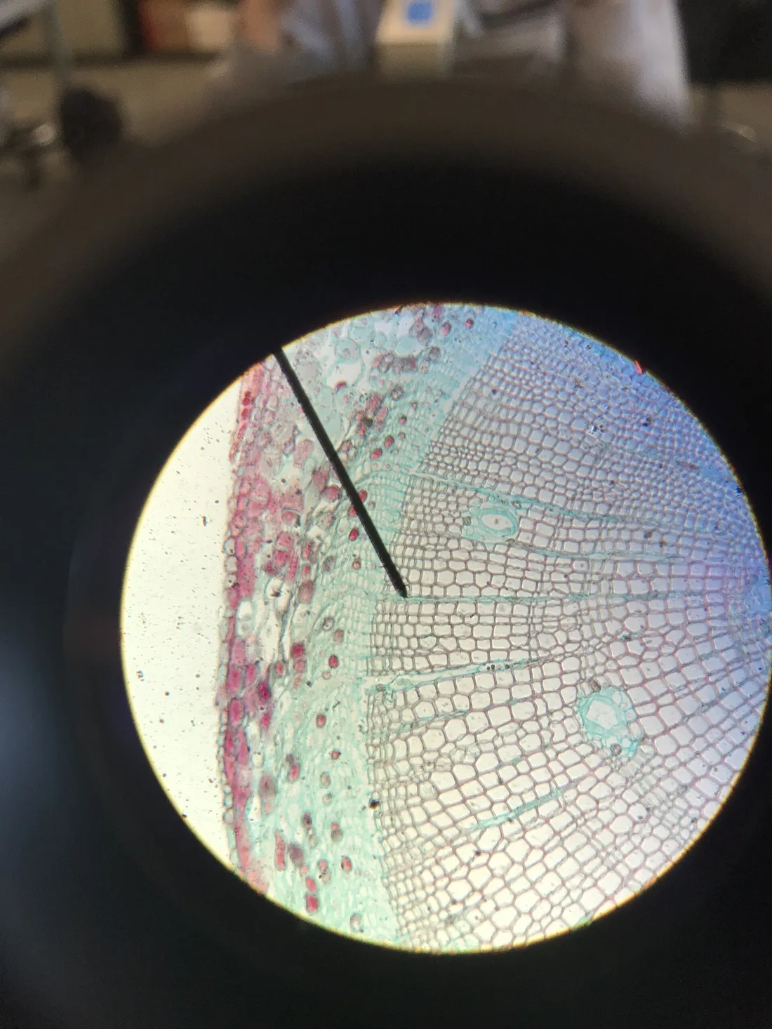 Xylem