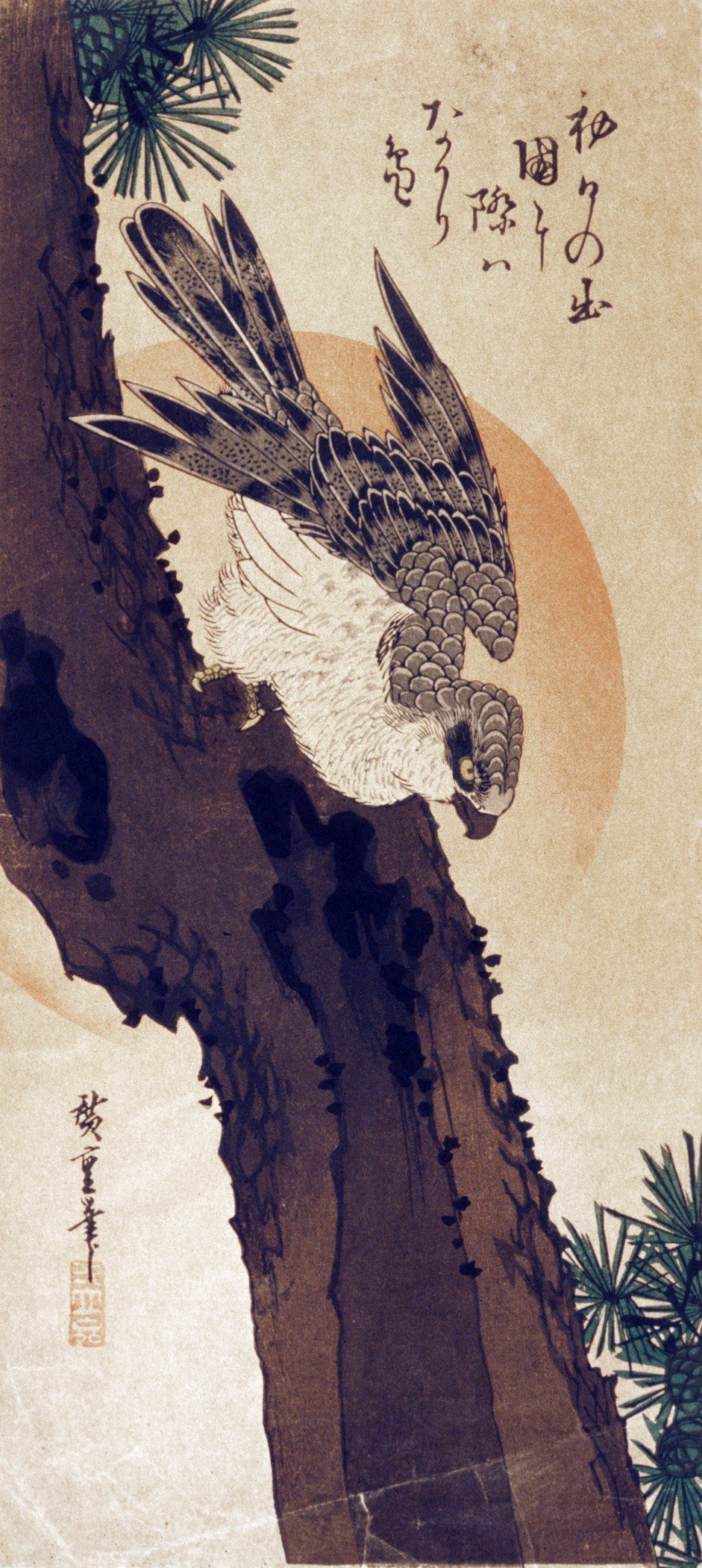 Cam agacinda sahin, Japon baskisi